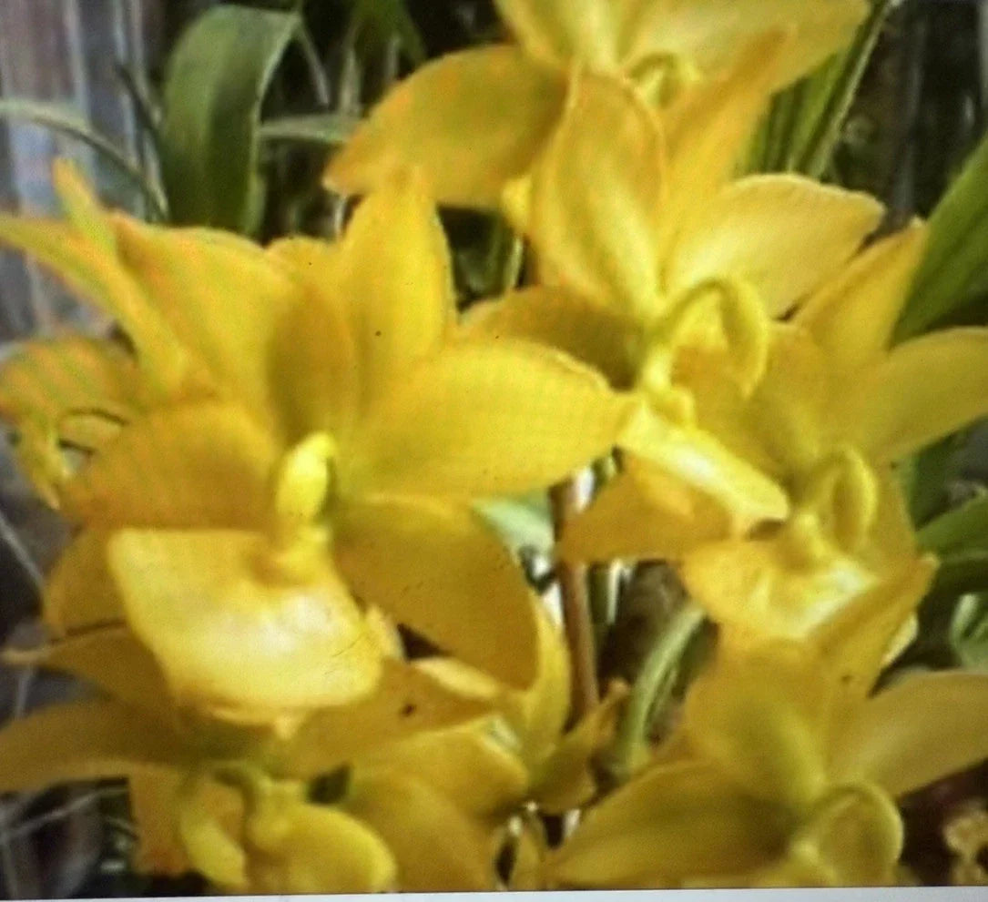 Cyc Orchid Plant Small Bulb Bare Root - Cyc Taiyhoung No. 1 - High-Quality Orchid for Indoor/Outdoor Gardening