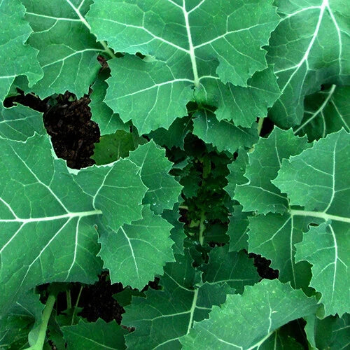 Kale Seeds - 200 Count - Premier (Early Hanover) Heirloom, Non-GMO - Brassica oleracea var. sabellica