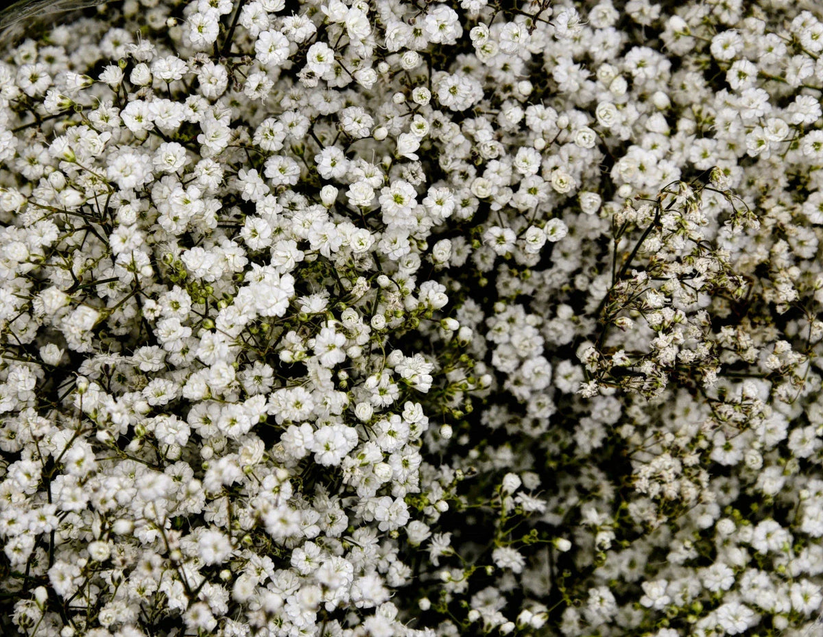 Baby's Breath Seeds 500+ Count White Flowers Drought Tolerant Gypsophila Elegans, Ideal for Gardens and Arrangements