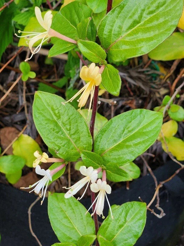 HALL'S Honeysuckle Plants - 4-5 Cups - White Yellow Flowers - Lonicera japonica - Fragrant Climbing Vine for Garden
