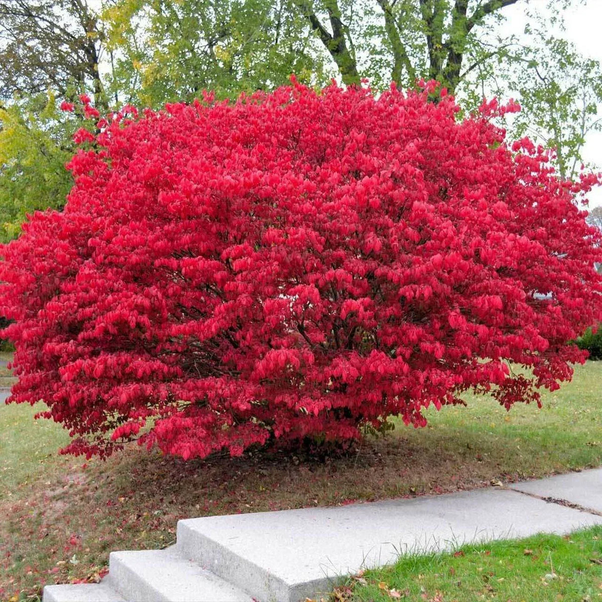 Burning Bush Plants Bare Root 4+ Inches Vibrant Red Foliage Euonymus alatus - Ideal for Landscaping and Gardens
