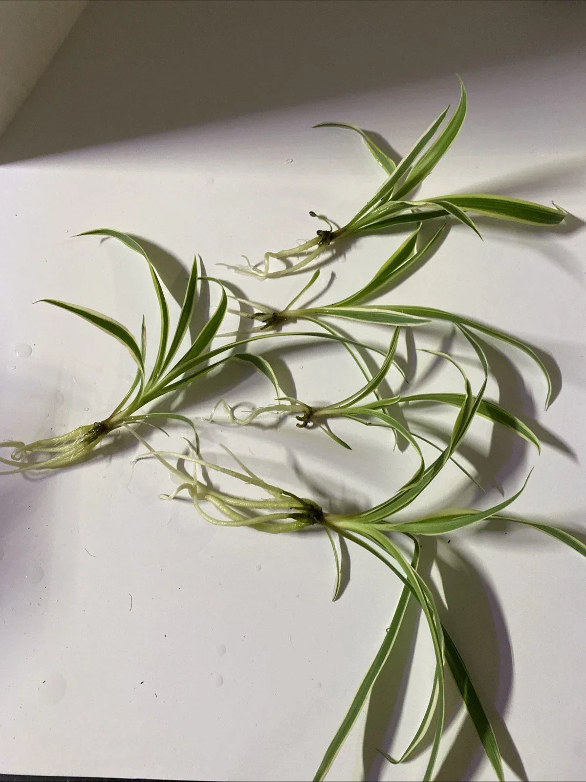 Live Bare Rooted Spider Plants 5 Pack - Easy Care Indoor Houseplants - Chlorophytum comosum - Air Purifying Plants