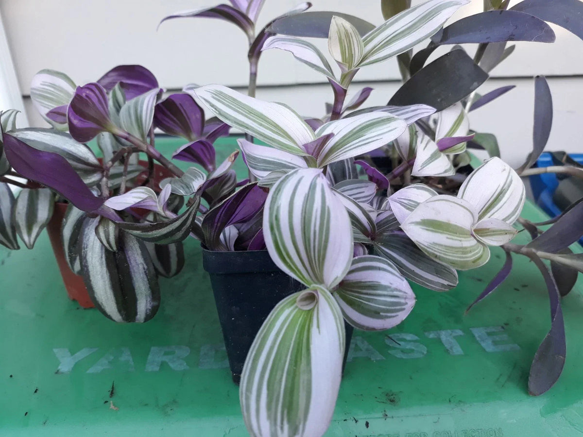 Tradescantia Cuttings (9) - Purple & Green Variegated, Live Plant Cuttings for Propagation, Tradescantia zebrina