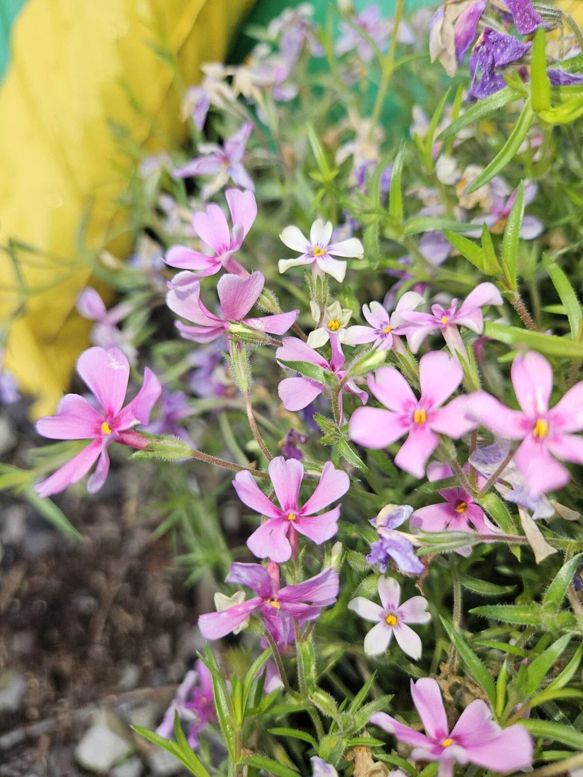 Pink Spring Creeping Phlox Plant - 1 Bare Root - Vibrant Pink Perennial - Phlox subulata for Outdoor Gardens, Full Sun