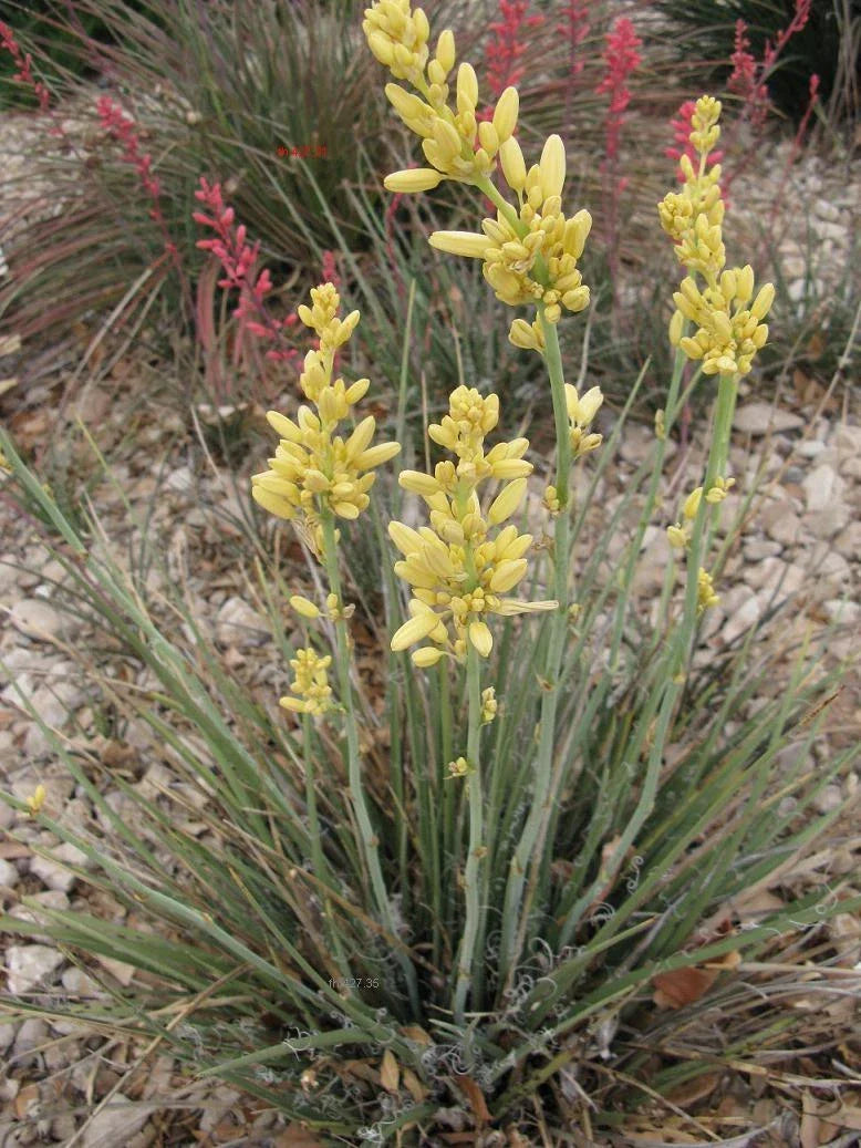 Texas Yucca Seeds 30 Pack - Rare Yellow Flower Hesperaloe parviflora, Drought-Tolerant Perennial for Xeriscaping