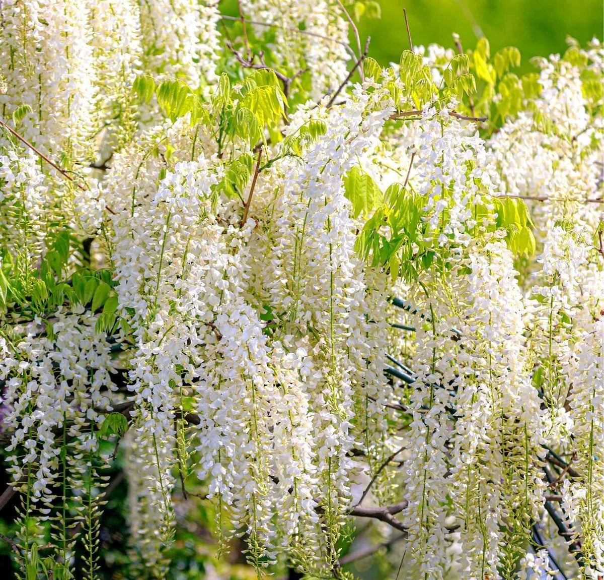 White Wisteria Seeds - 5 Rare Seeds - Wisteria sinensis Alba - Flowering Vine for Gardens - Fragrant Climbing Plant