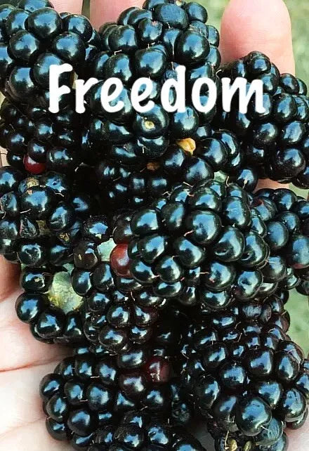 Live Thornless Blackberry Plants - 2 Pack, Prime Ark Freedom, Cold Hardy, Rubus fruticosus, Ideal for Home Gardens