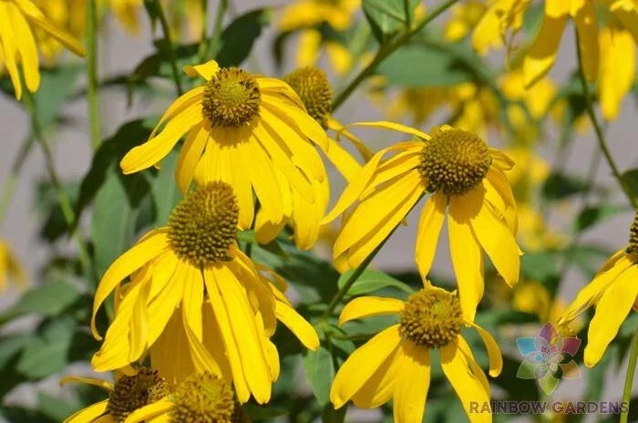 200+ Cutleaf Coneflower Seeds, Yellow Flowering Perennial, Rudbeckia laciniata, USA Grown Garden Plant Seeds