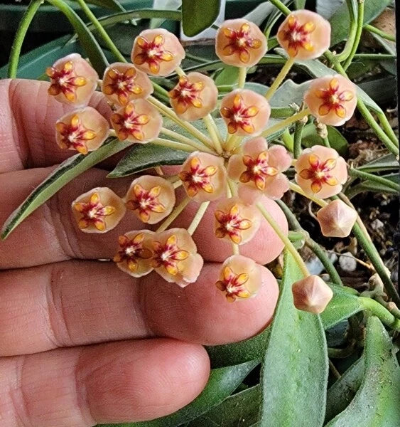 Unrooted Cutting Hoya aff. burtoniae - Rare Wax Vine Plant, Tropical Houseplant, Unique Greenery for Indoor Gardening