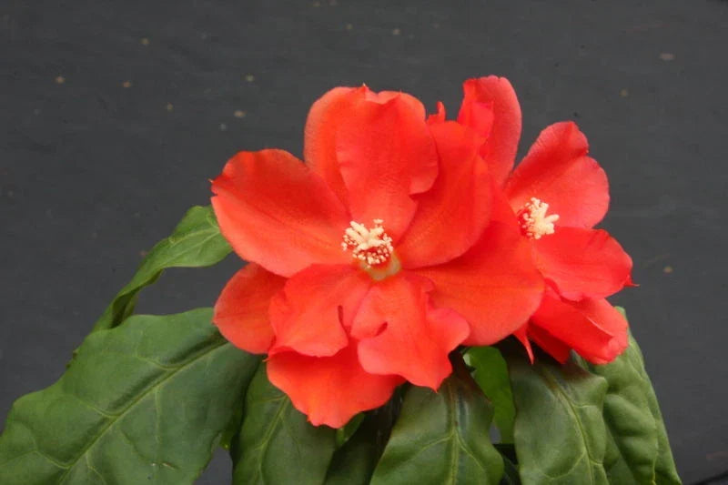 Pereskia Bleo Cacti Plant in 4" Pot | Rare Spine Succulent | Unique Indoor Plant | Cactaceae Family