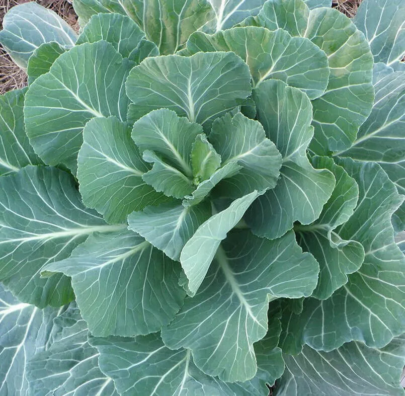 Georgia Collard Greens Seeds 300+ Count - Brassica oleracea - Cool Weather Vegetable Garden Seeds for Home Growing