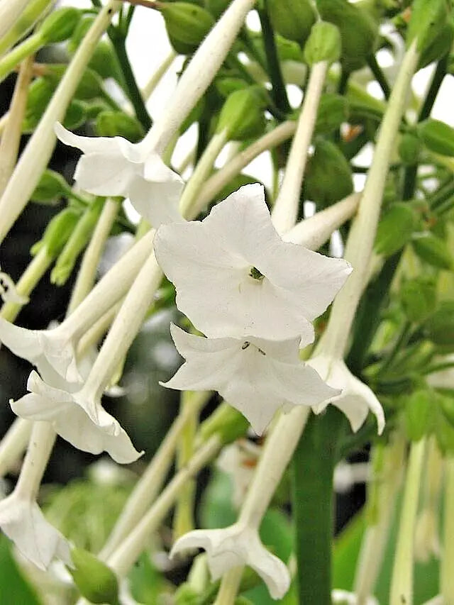 Flowering Tobacco Seeds 550 Pack, White Long Tubular Flowers, Nicotiana sylvestris, Attracts Hummingbirds & Butterflies