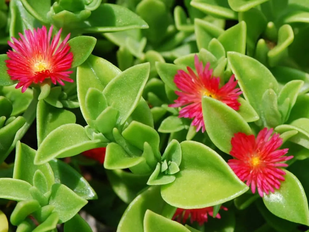 Aptenia Cordifolia Cuttings - 24 pcs Red Apple Sun Rose 4" to 6" Easy Care Succulent Plant for Rooting, Low Maintenance Garden Plant