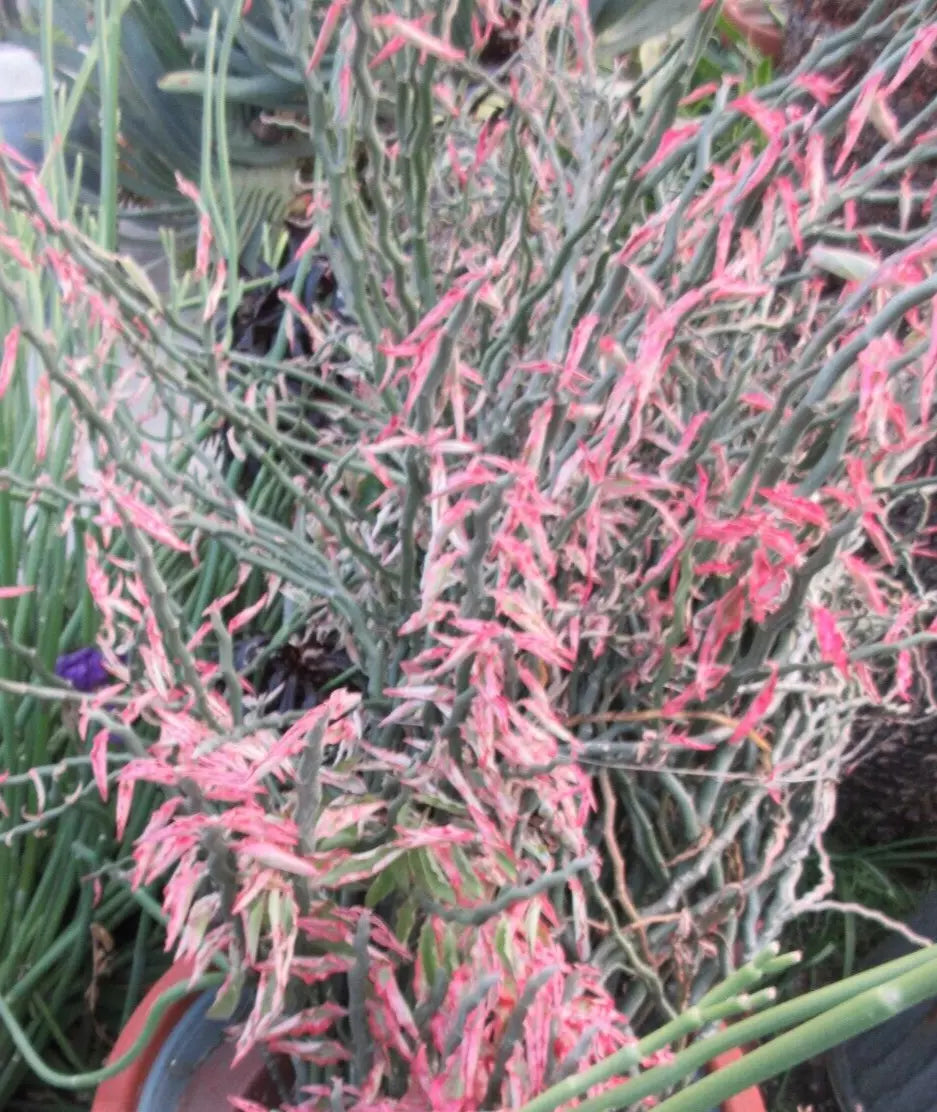 Devil's Backbone Cuttings - 20 Zig Zag Redbird Variegated - Pedilanthus tithymaloides - Unique Succulent for Propagation