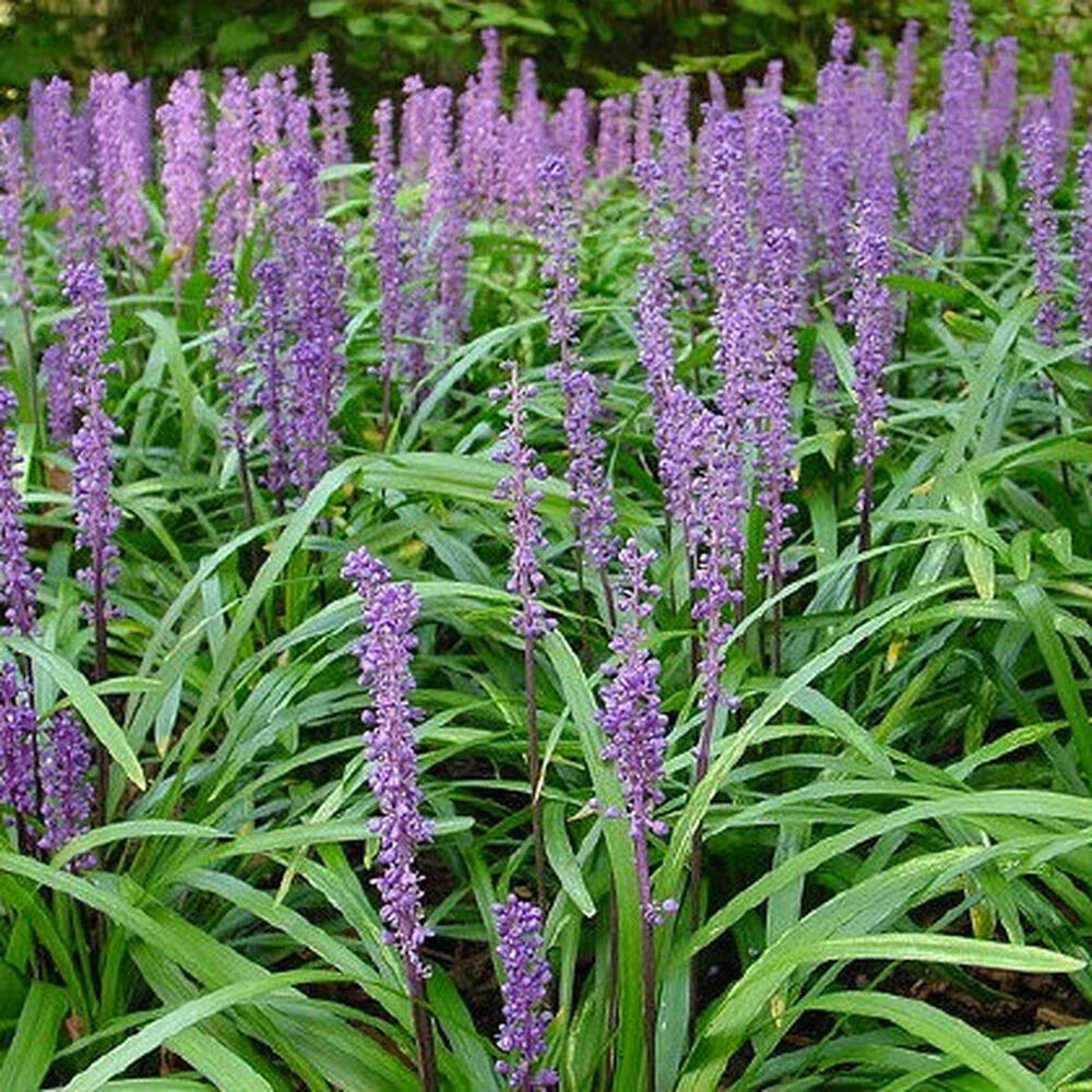 Flowering Ornamental Border Grass - 25 Liriope Muscari Plants - Hardy Ground Cover - Perfect for Gardens and Erosion Control