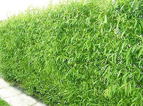 Austree Hybrid Willow Trees 50 Pack - Fast Growing Privacy or Shade Trees, Salix × sepulcralis, Ideal for Outdoor Spaces