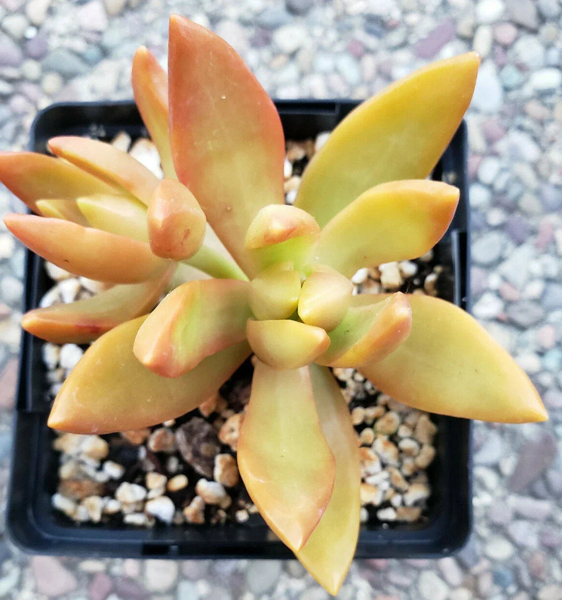 Sedum Adolphii Golden Glow - 3" Rooted Plants - Golden Sedum Succulent - Drought-Resistant Ground Cover - USDA Zones 9-11