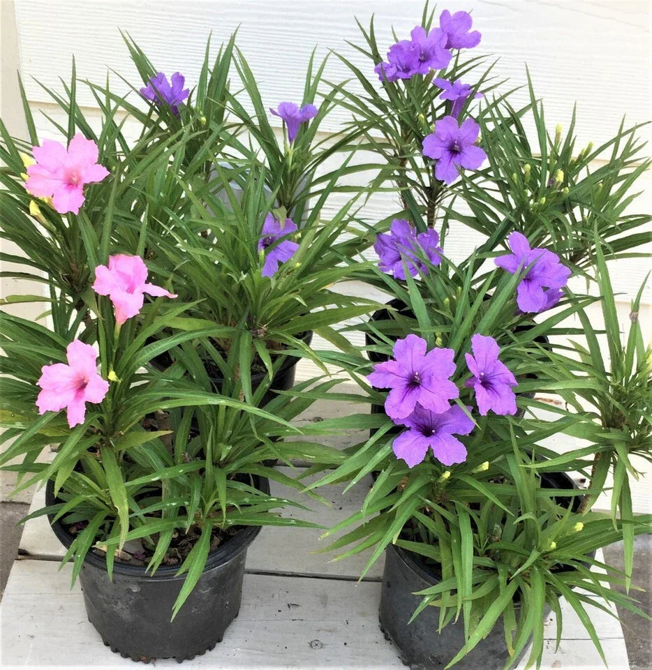 Dwarf Katie Ruellia Plants - 6 Flowering Plants (4 Purple, 2 Pink) - Ruellia brittoniana - Healthy Roots & Leaves