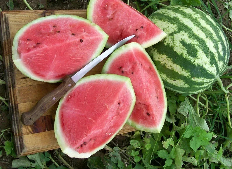 Crimson Sweet Watermelon Seeds 50 Pack Organic Heirloom Citrullus lanatus Non-GMO Gardening Seeds for Home Garden