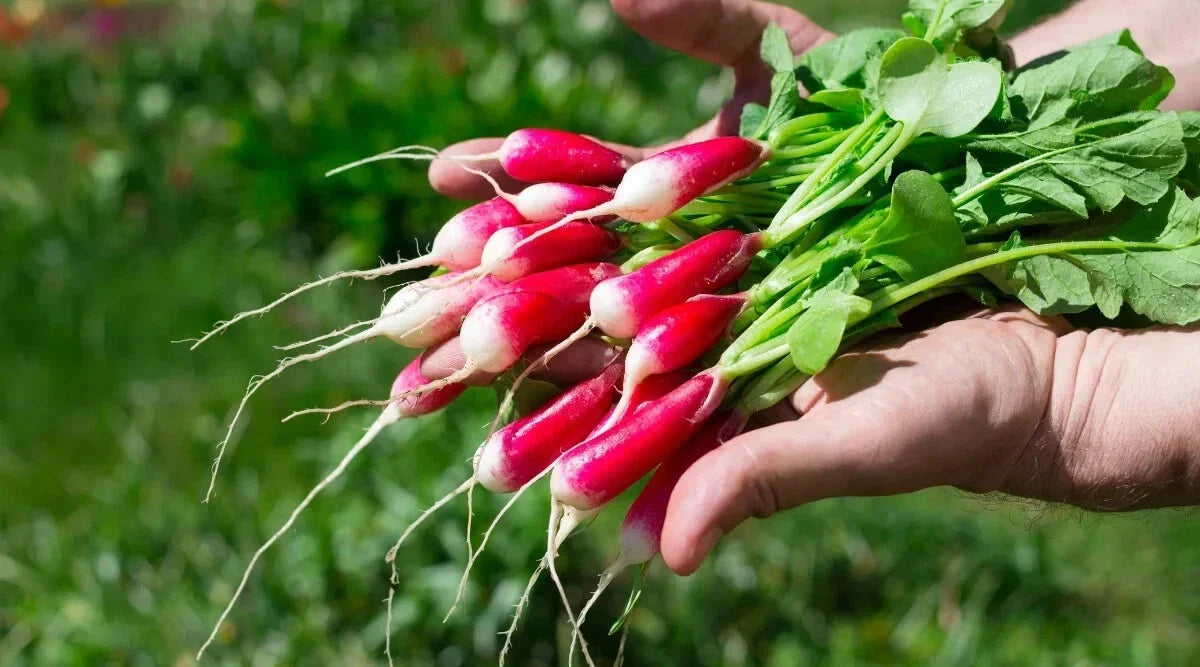 Radish Seeds 500+ Count De 18 Jours Raphanus sativus Non-GMO Garden Planting, Quick Harvest, USA Free Shipping