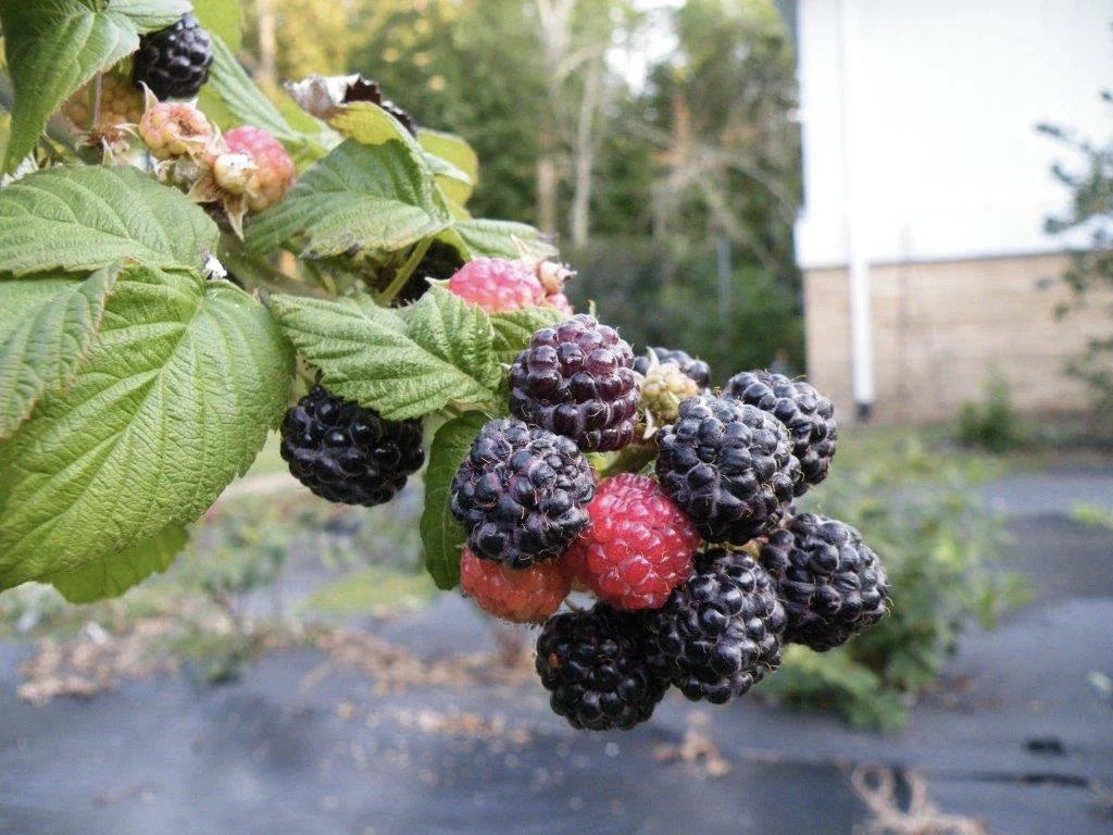 Everbearing Black Raspberry Plant, 1 Rooted Starter, Ohio Treasure, Rubus occidentalis, No Pesticides, Zones 3-8