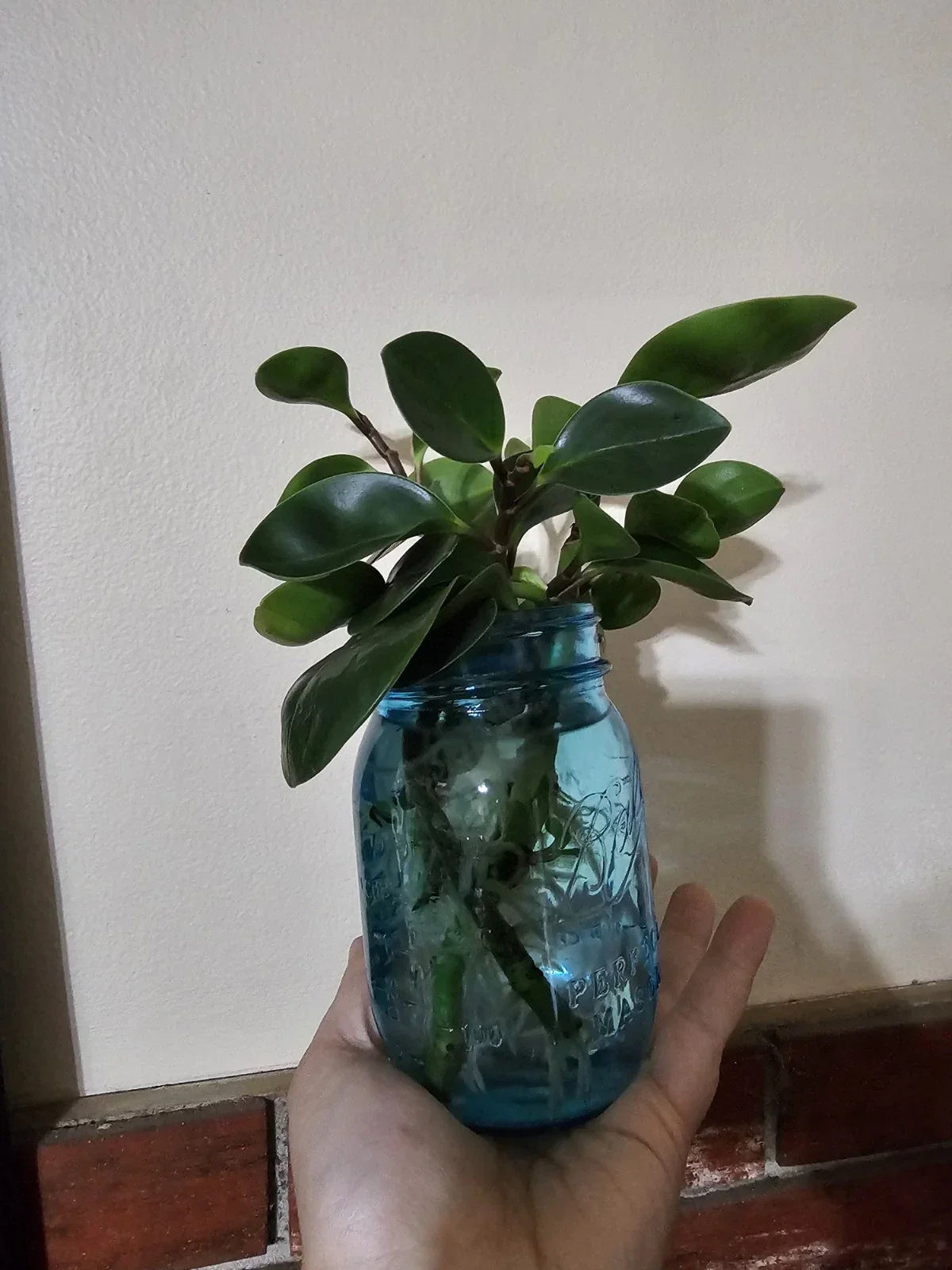 Rooted Cutting Baby Rubber Plant - Ficus elastica - Easy Care Indoor Houseplant, Air Purifying, Glossy Leaves