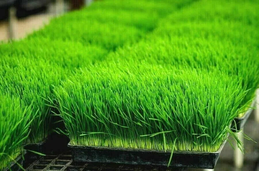 Organic Wheat Grass Seeds 1 oz for Juicing and Sprouting | Triticum aestivum | Non-GMO, Rich in Vitamins B, C, K, Fiber