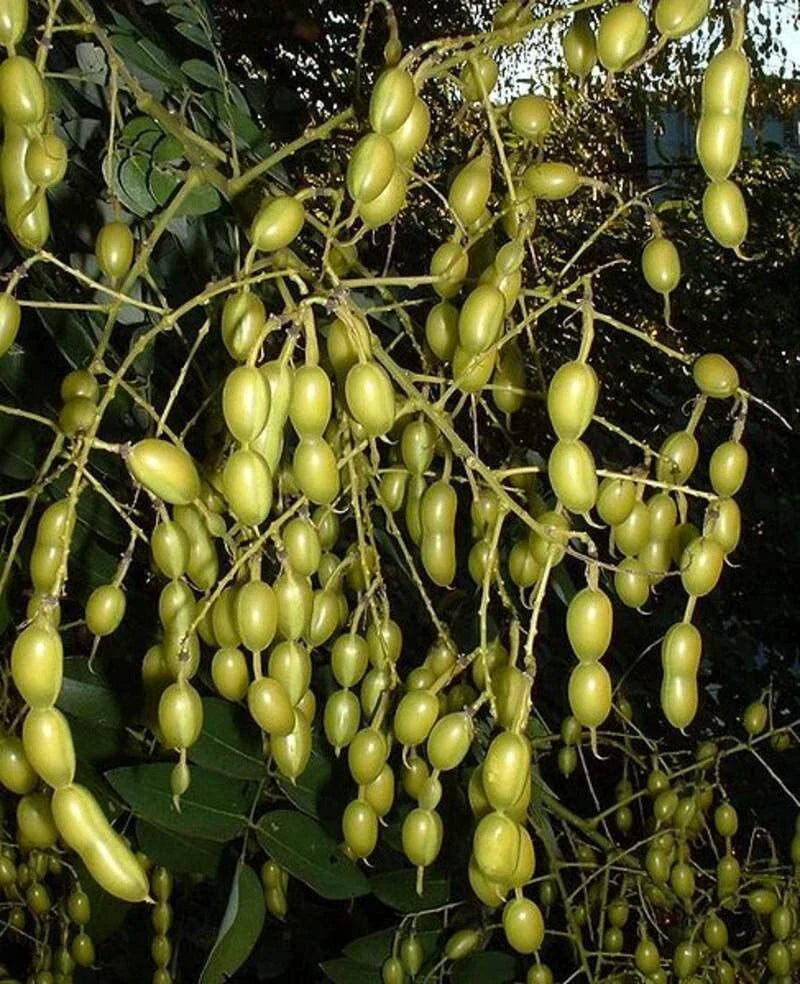 Japanese Pagoda Tree Seeds - 10 Count - Styphnolobium japonicum - Hardy Ornamental Tree Seeds - Drought-Tolerant Garden Plant