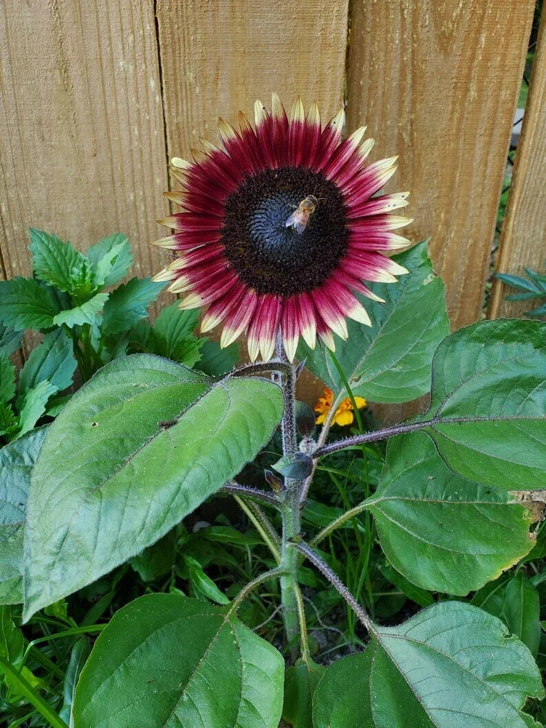 Organic Dwarf Sunflower Seeds - 10 Pack - Ms. Mars Pink - Helianthus annuus - USA Grown, Non-GMO, Flowering Garden Seeds