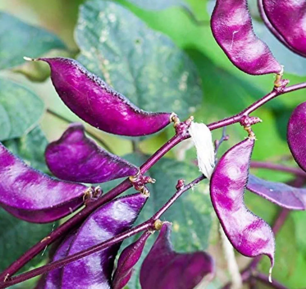 Bataw Seeds - 10+ Purple Moon Hyacinth Bean Seeds - Lablab purpureus - Edible & Ornamental Climbing Vine for Garden