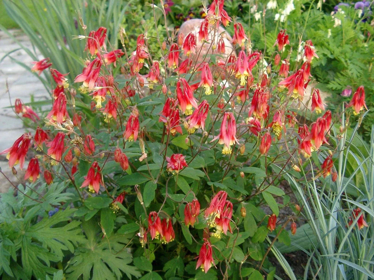 Wild Columbine Plant - 3” Pot Native Red & Yellow Perennial Hummingbird Magnet - Aquilegia canadensis Live Starter Plant