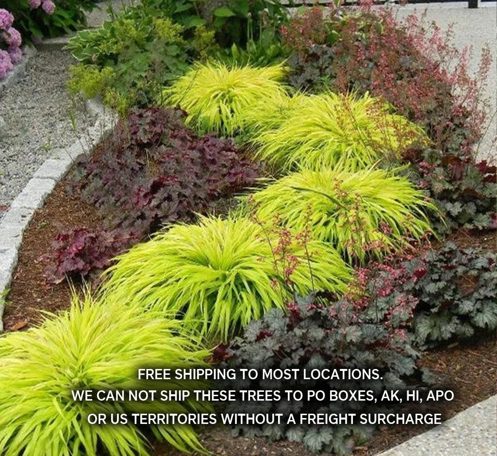 Japanese Forest Grass Plant - 1 Gallon Pot - All Gold & Aureola Varieties - Ornamental Hakonechloa macra