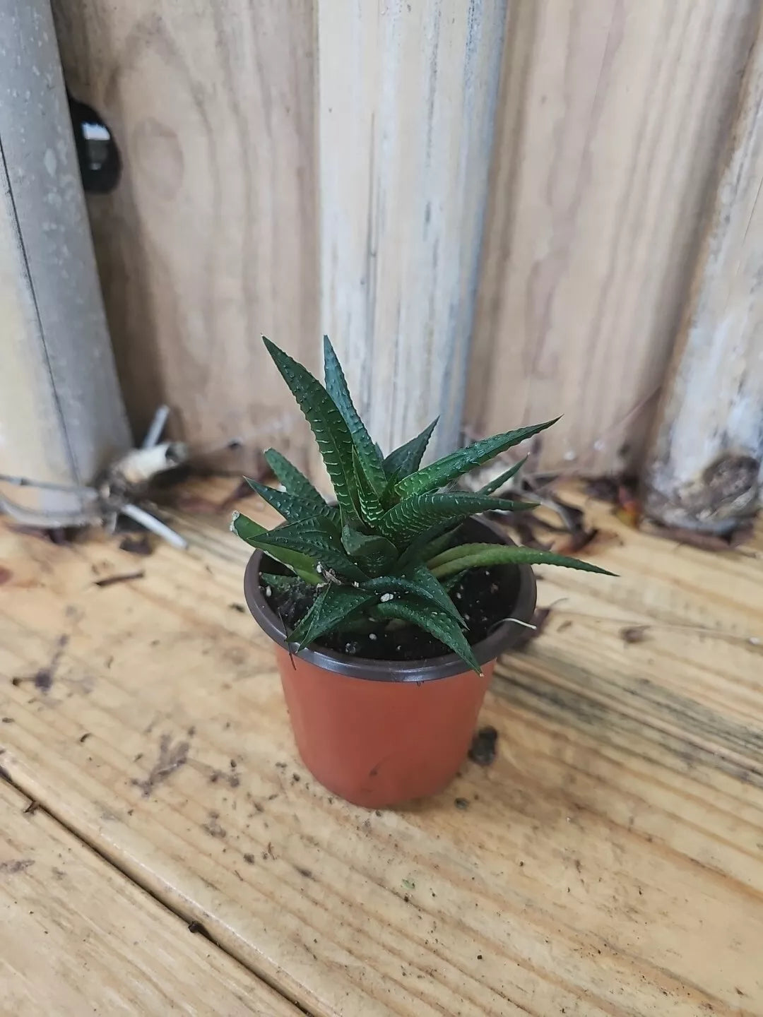 Haworthia Limifolia Live Plant - Rare Green Succulent Cactus - Unique Indoor Decor - Low Maintenance Houseplant