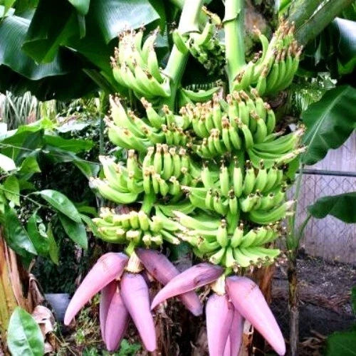 Double Mahoi Banana Tree Starter Plant - Small Rooted Musa acuminata - Tropical Indoor/Outdoor Gardening