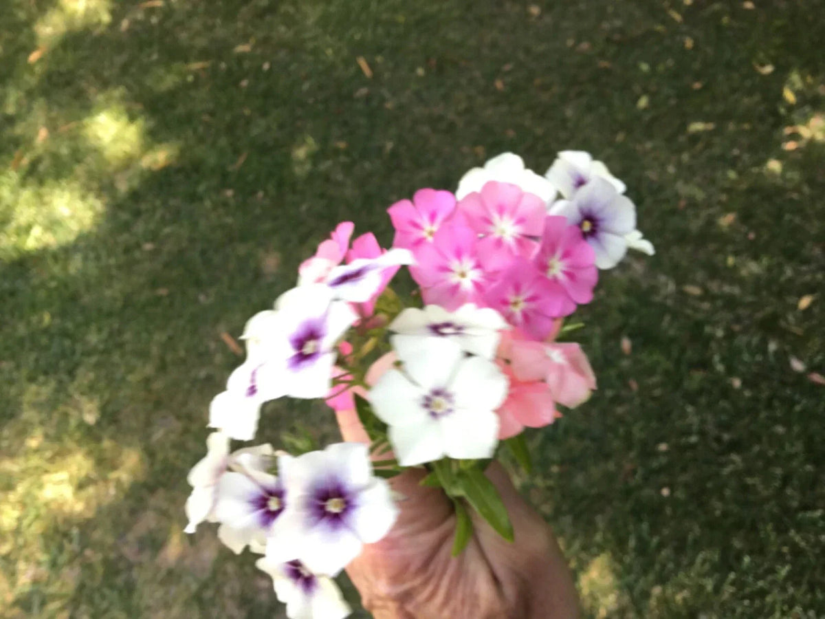 Phlox Long Stem Seeds Pack of 40 - Vibrant Cutting Variety for Garden - Phlox paniculata