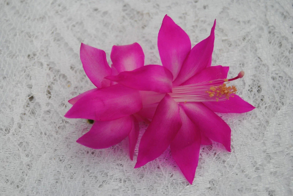 Christmas Cactus Starter Plant - Small Fortune Queen - Schlumbergera Truncata - Healthy Well-Rooted Succulent