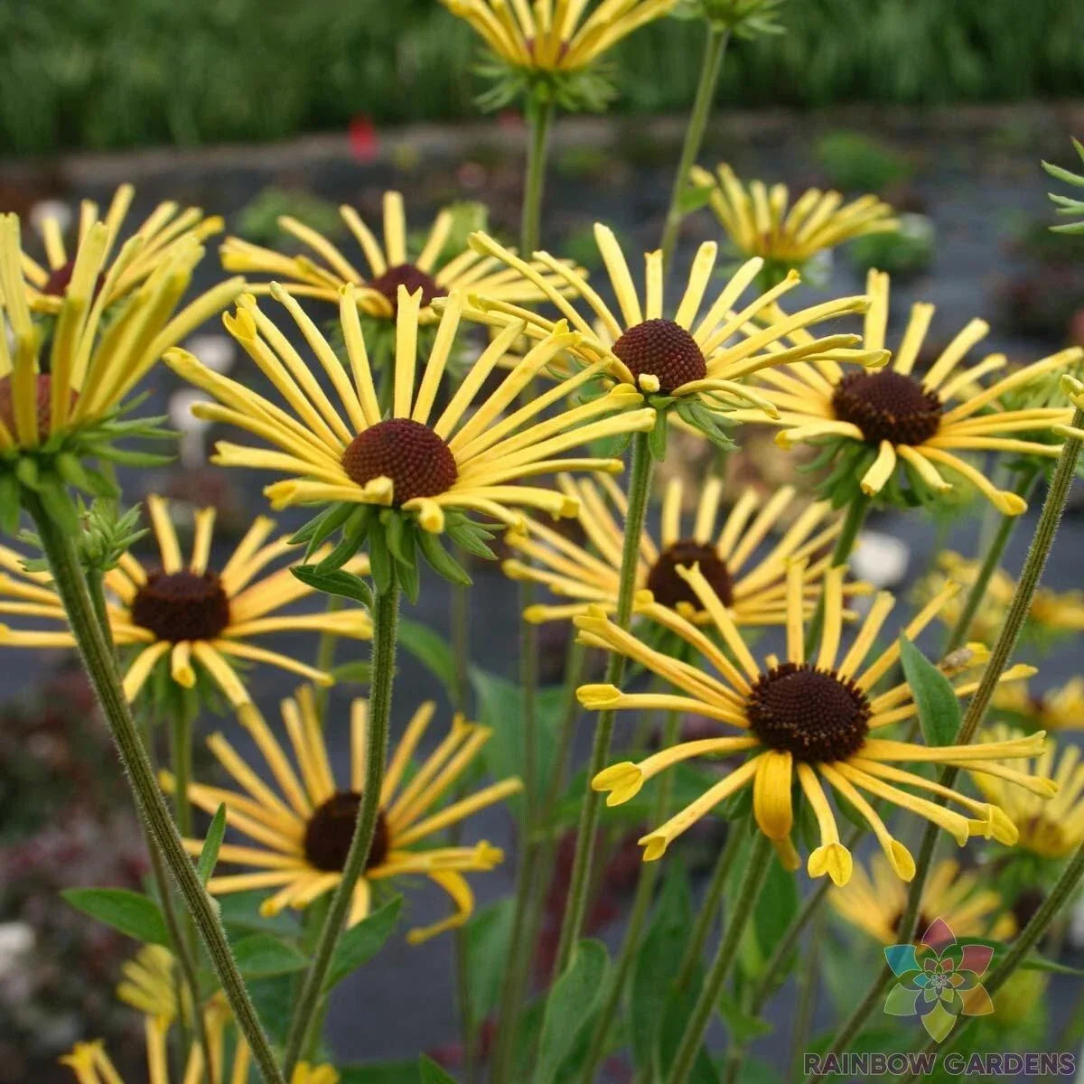 Henry Eilers Rudbeckia Seeds - 200 Seeds - Black-Eyed Susan (Rudbeckia subtomentosa) - Perennial Garden Planting