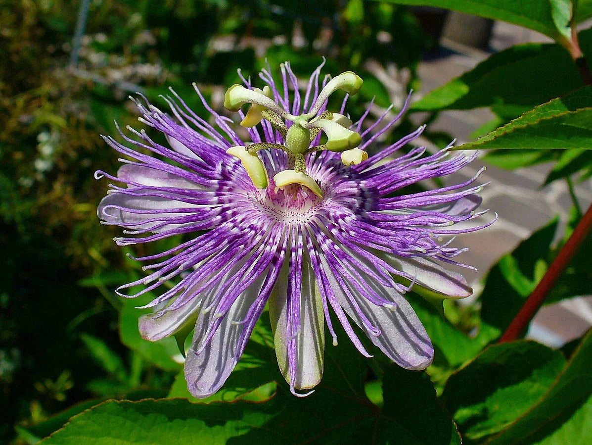 Maypop Purple Passion Seeds - 10 Pack - Edible Fruit - Passiflora Incarnata - Cold Hardy Climbing Vine for Gardens
