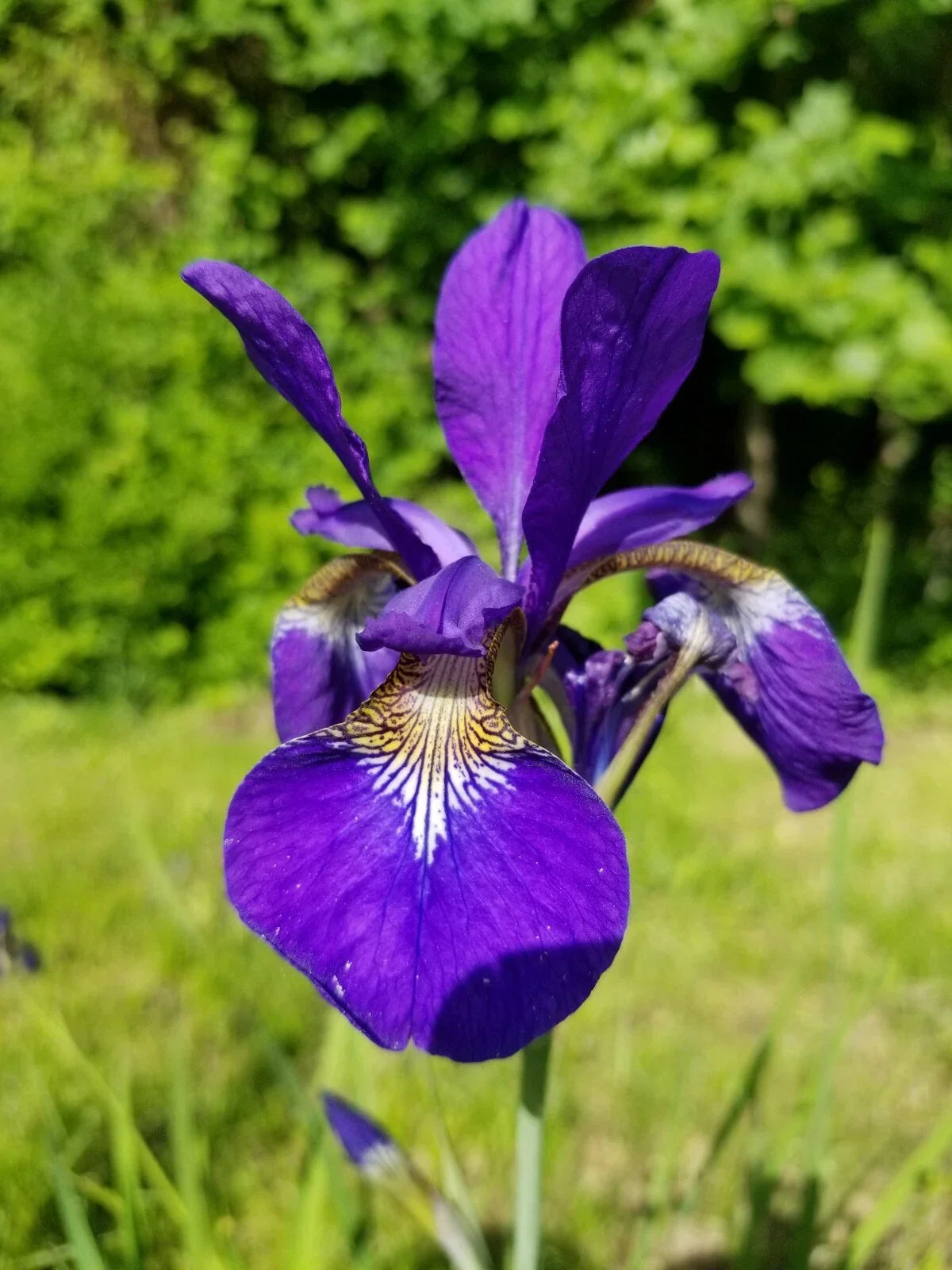 Siberian Iris Live Rhizomes - 3-5 Root Clump - Blue/Violet - Iris sibirica - Low Maintenance Perennial for Gardens