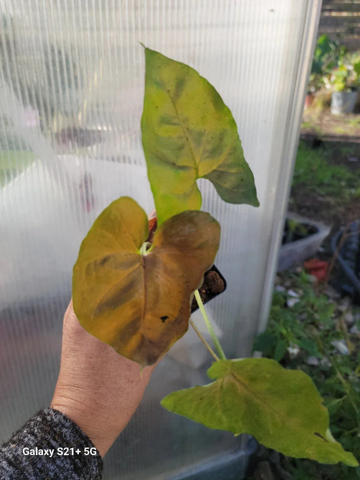 Syngonium Neon Robusta Purple Plant - Tropical Vining Houseplant - Syngonium podophyllum - Indoor Greenery Starter Plant