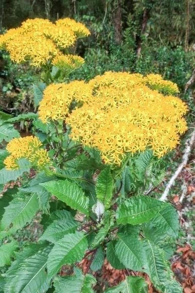 Jessea Multivenia Seeds - 30 Pack - Exotic Tropical Shrub - Rare Garden Seeds - Jessea multivenia for Planting