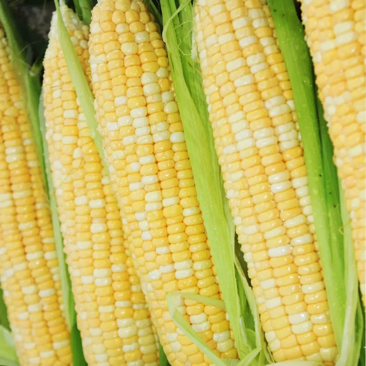 200 pcs Bi-Color Sweet Corn Seeds, Peaches and Cream Variety, Non-GMO Heirloom, Zea mays
