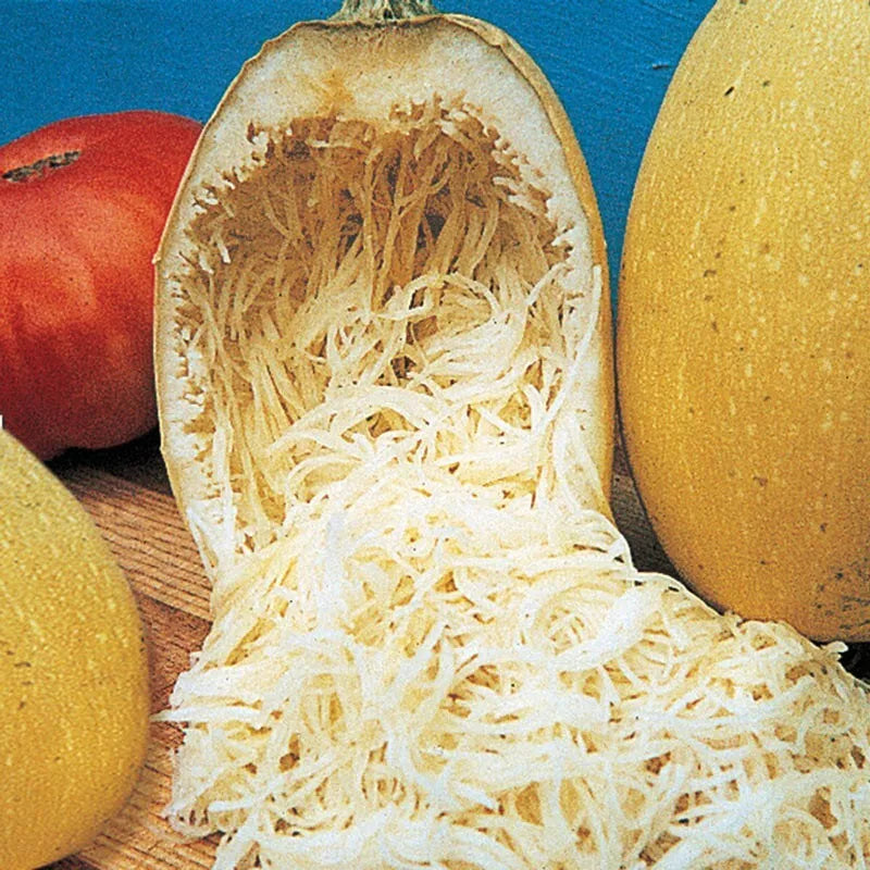Organic Heirloom Spaghetti Squash Seeds - 50+ Non-GMO Seeds - Cucurbita pepo - Winter Variety for Home Gardening
