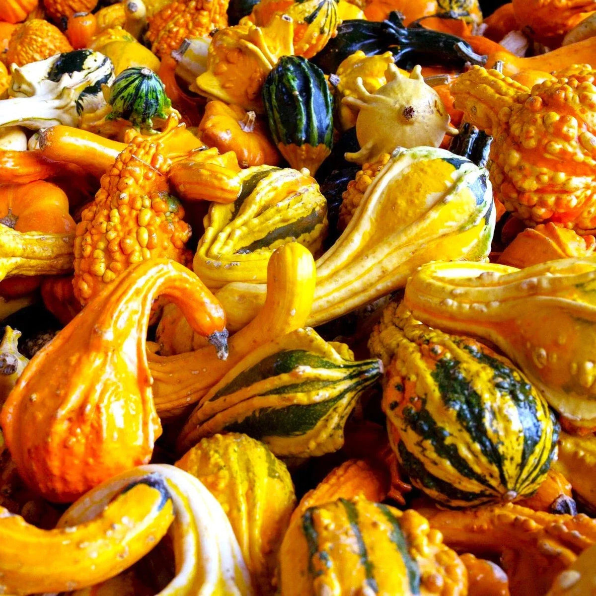 Large Ornamental Gourd Seeds | 20-Seed Packet | Decorative Fall Squash Mix | Cucurbita pepo | Non-GMO for Autumn Decor