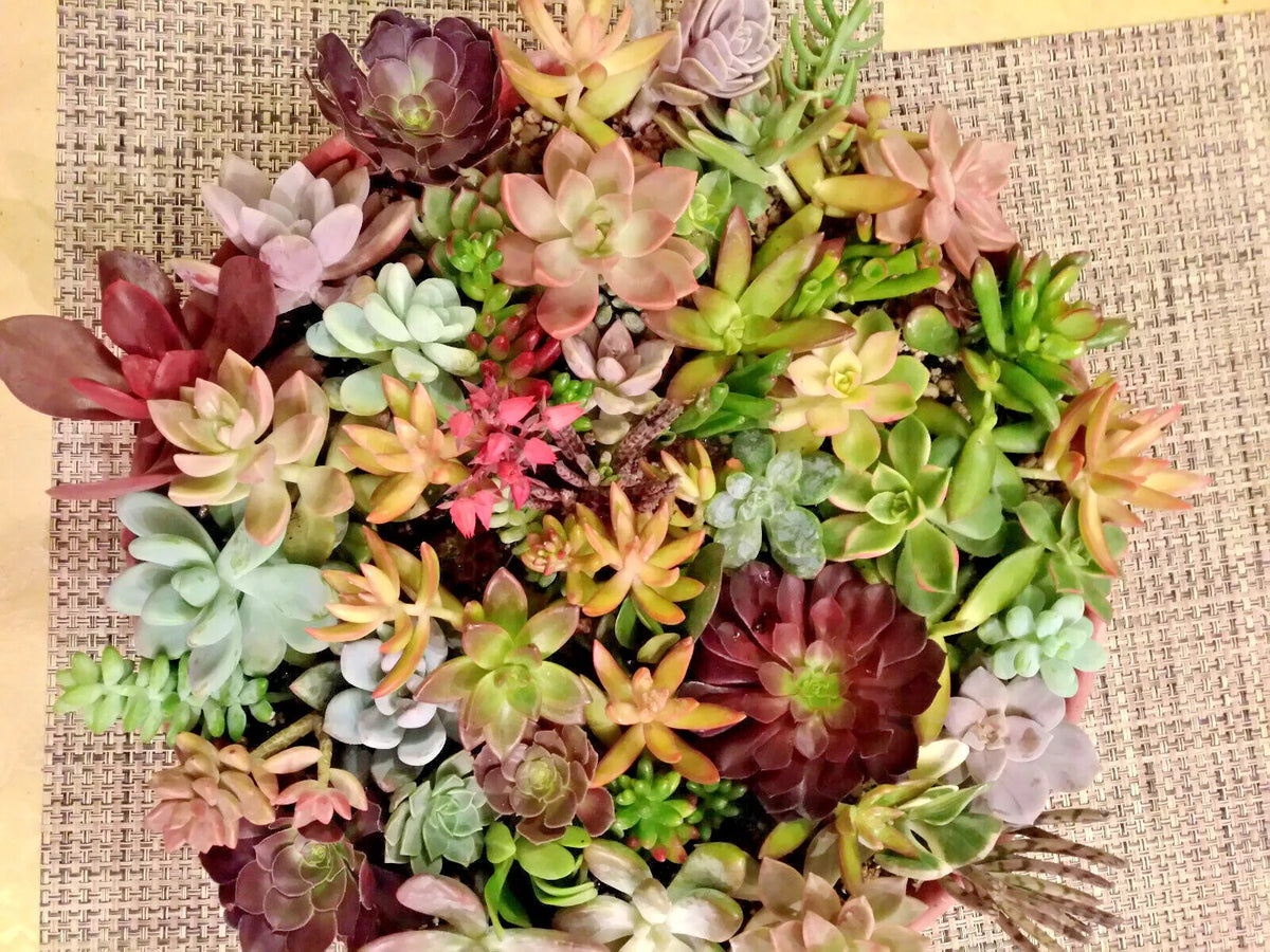50 Succulent Cuttings Set | 40 Varieties + 5 Rare Species | Ideal for Planting & Arrangements | Various Species