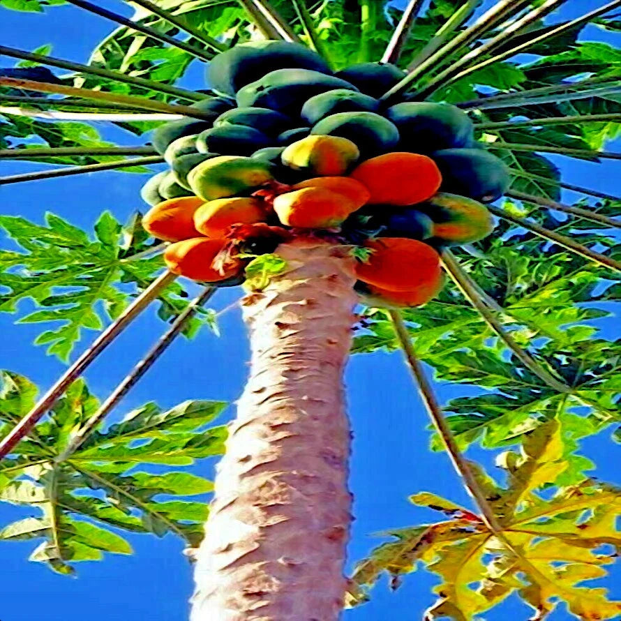 20 Carica Papaya "Red Lady" Seeds for Indoor Planting - Tropical Fruit Garden Starter, Fast-Growing Melons, Non-GMO