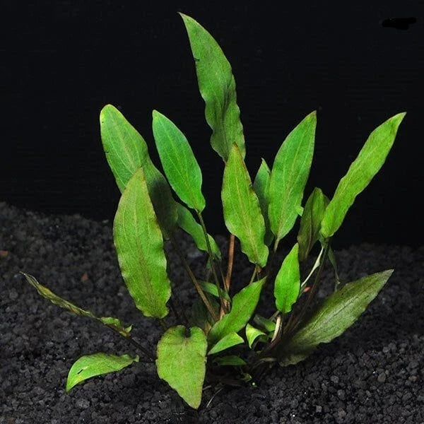 Live Aquarium Plant - Cryptocoryne Wendtii 'Green' - Freshwater Aquatic Plant - Hardy & Low Maintenance - Perfect for Aquariums