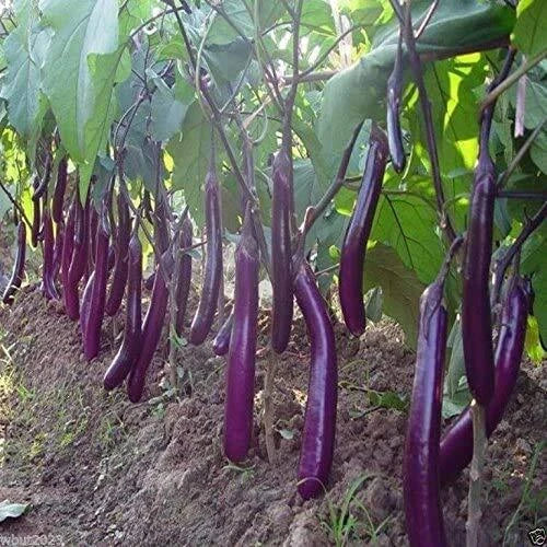 Long Purple Eggplant Seeds | 150+ Non-GMO Heirloom Seeds | Solanum melongena | Exotic Vegetable Garden Planting