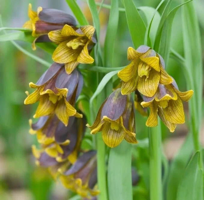 Fritillaria Bulbs for Planting - Uva-Vulpis - Perennial Flowering Bulbs - Fritillaria uva-vulpis - Garden Plants