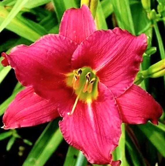 Daylily Live Plant Root, Dwarf Cranberry Red 'Cranberry Baby', Hemerocallis, Attracts Butterflies, Full Sun, Zones 3-10